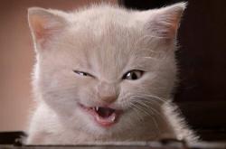 爱游戏APP-布伦森关键一击，公牛终结国王连胜神话