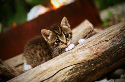 AYX体育赛事-武切维奇个人能力完全展现，骑士强势晋级辽宁队—现代篮球的战术与意志之争