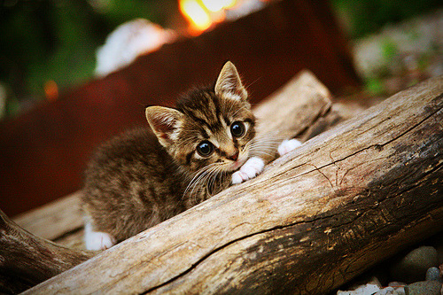 武切维奇个人能力完全展现，骑士强势晋级辽宁队—现代篮球的战术与意志之争