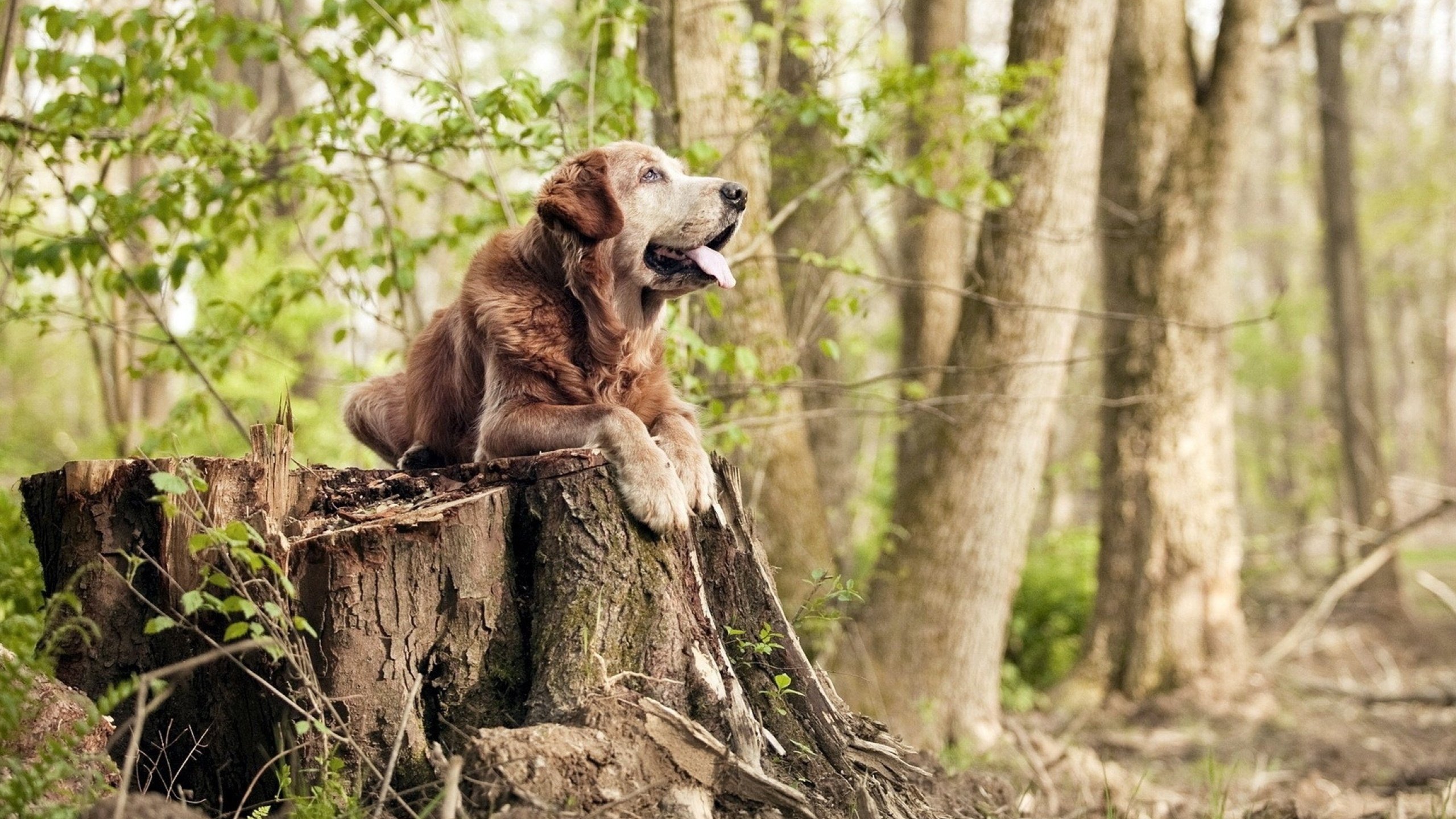 当安哥拉在战场击溃乌克兰，蒂亚戈在欧冠决赛接管比赛，两个战场，一种胜利意志