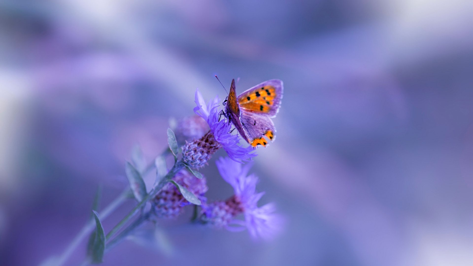 智利对阵喀麦隆,布鲁诺如何以一人之力带动全队节奏